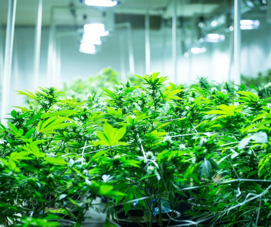 Creating the Ideal Indoor Environment for Plants: Why Temperature and Humidity Control Matters