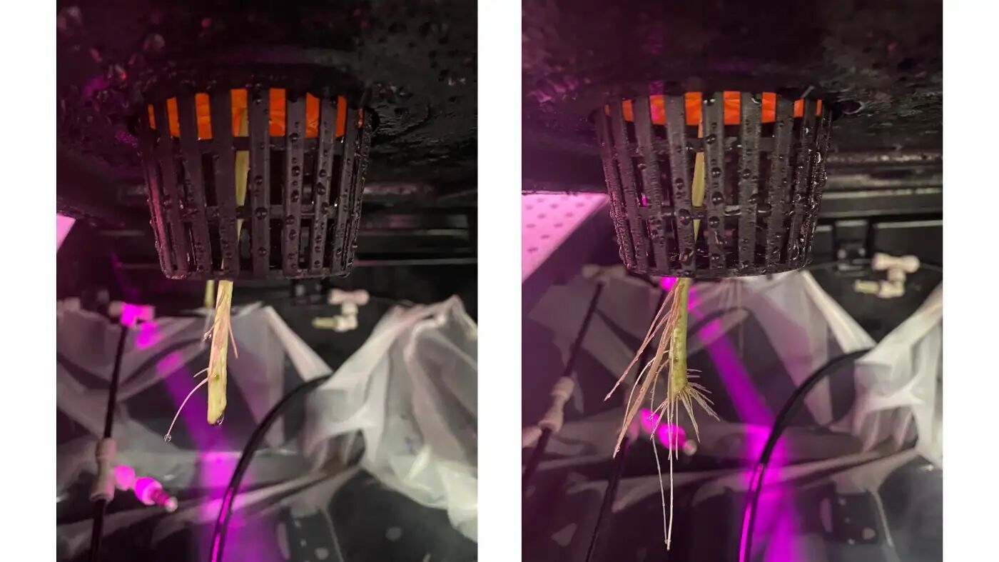 How to clone plants with aeroponics, fast and reliably?