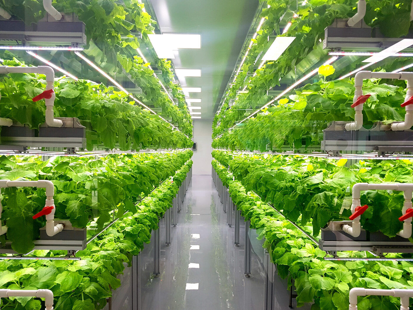 How to Maintain a Healthy and Productive Indoor Grow Room