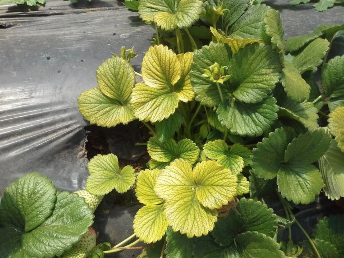 Indoor Plant pH Management: Tips and Techniques