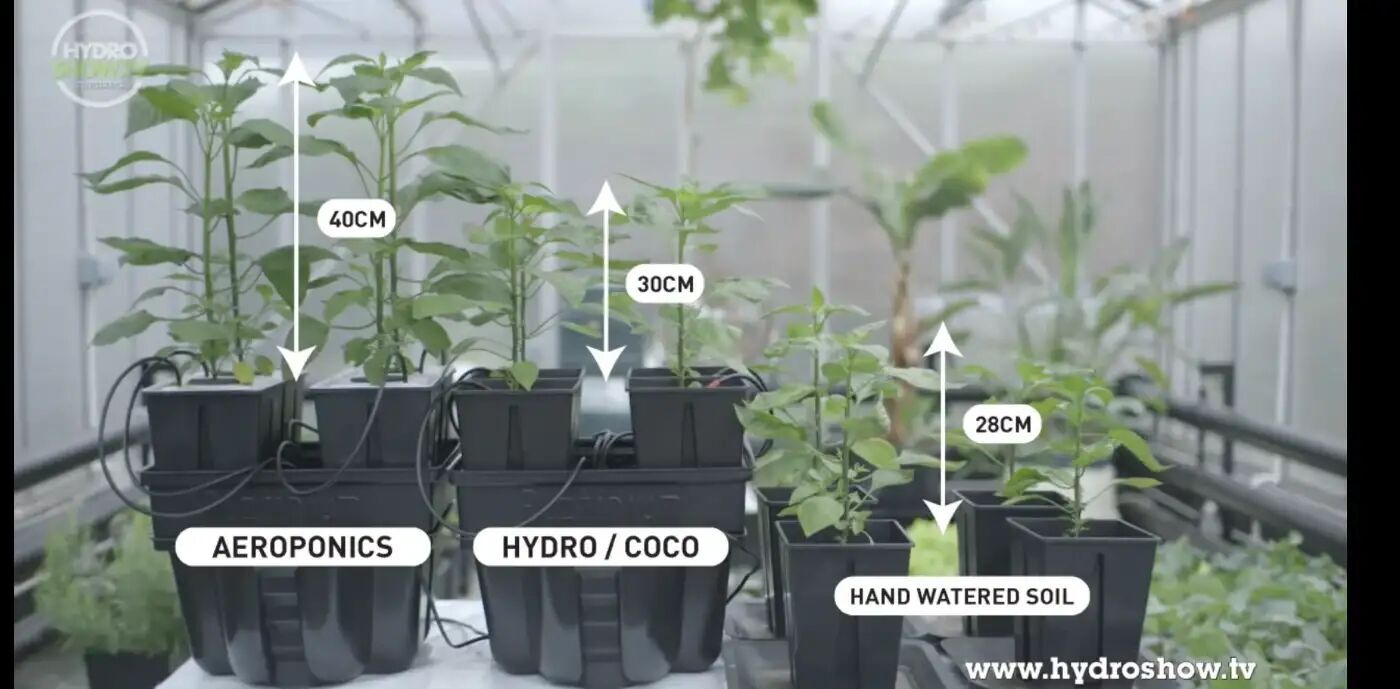 The Do's and Don’ts of Aeroponics