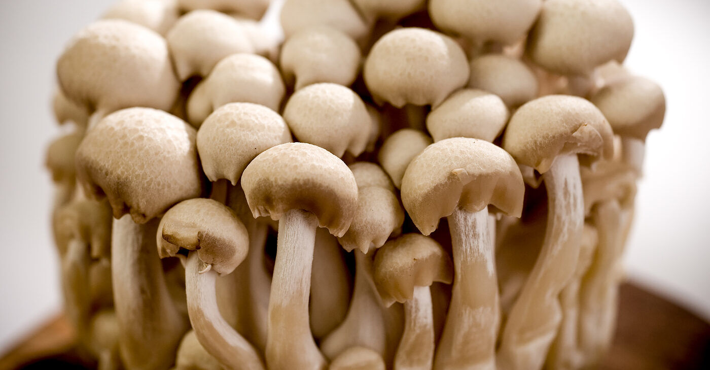 The Key Factors for Properly Growing Mushrooms