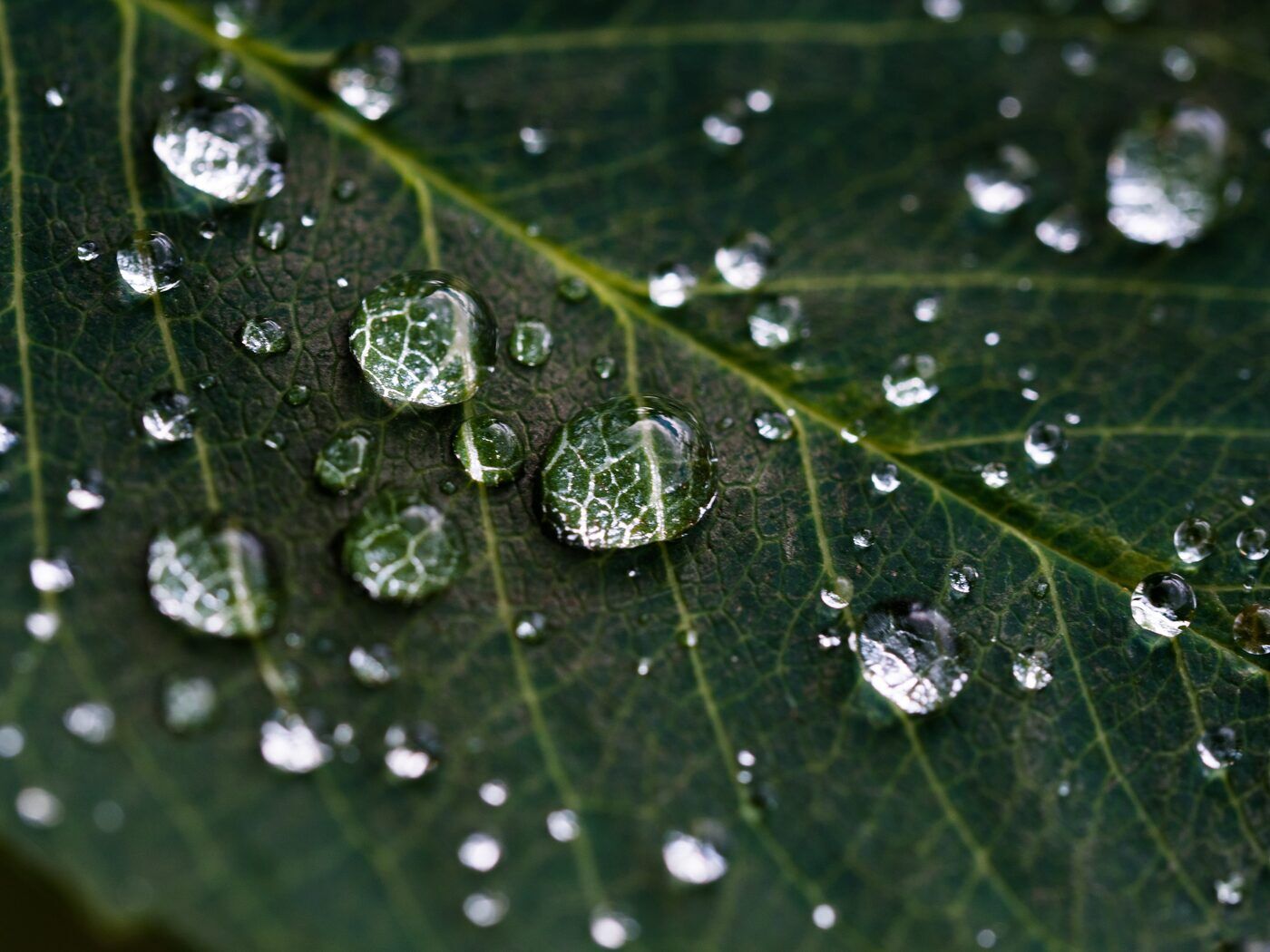 VPD: Why It Matters for Indoor Grow Operations