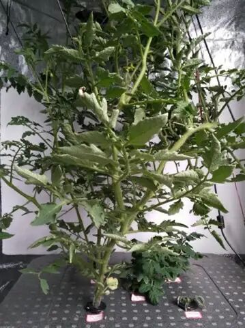 What to Grow — Aeroponics