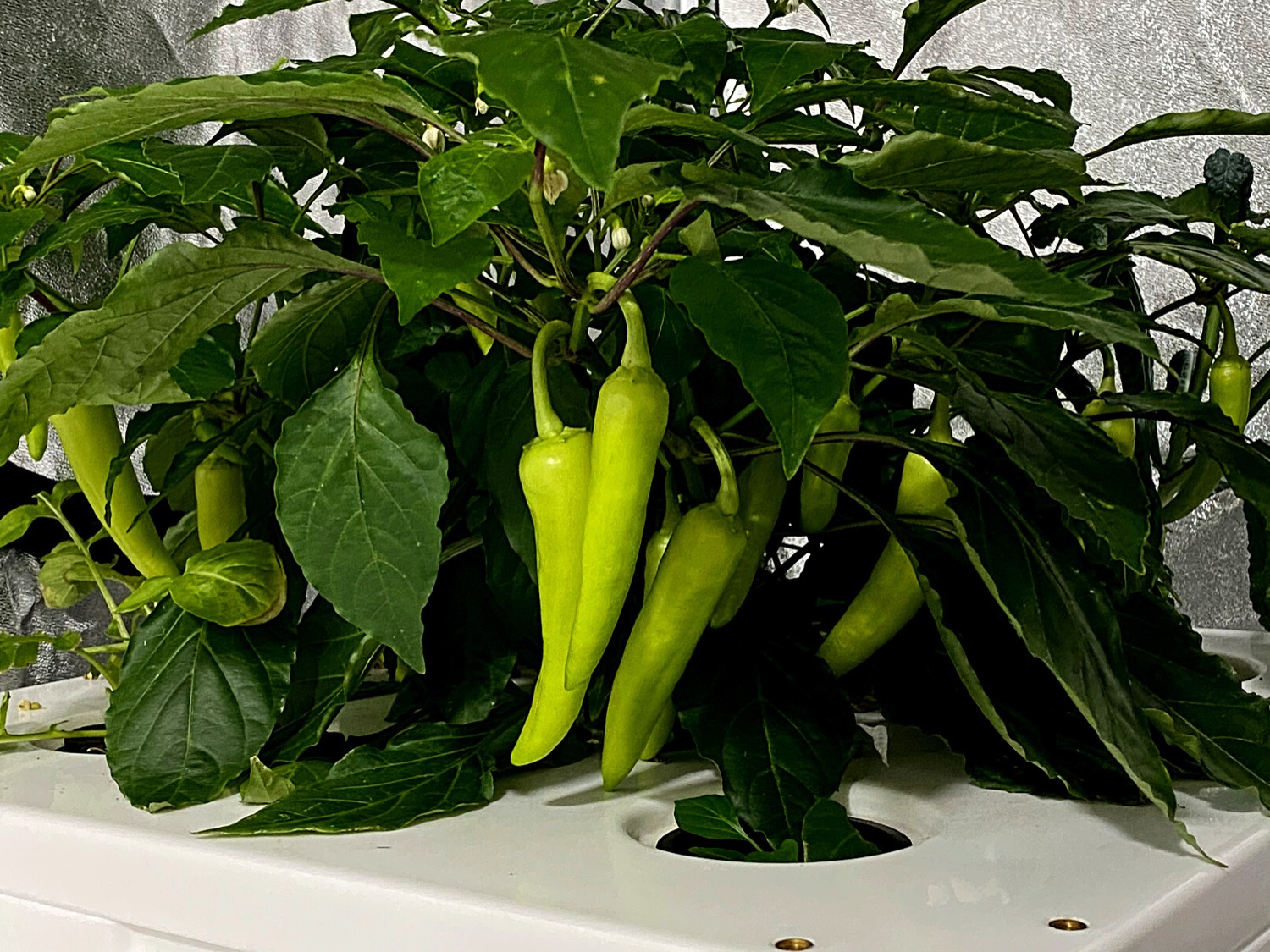 Peppers grown in a Bifarm aeroponic planter